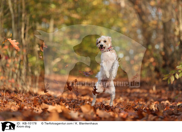 Kromfohrlnder / Krom dog / KB-10178