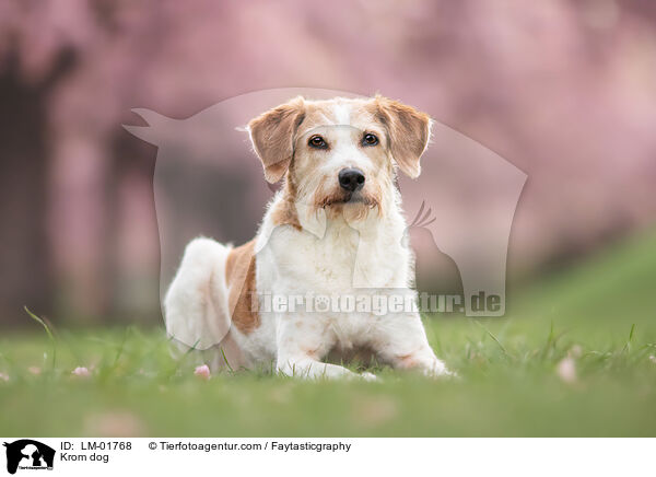 Kromfohrlnder / Krom dog / LM-01768