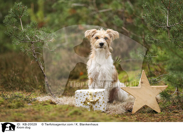 Kromfohrl�nder / Krom dog / KB-20029