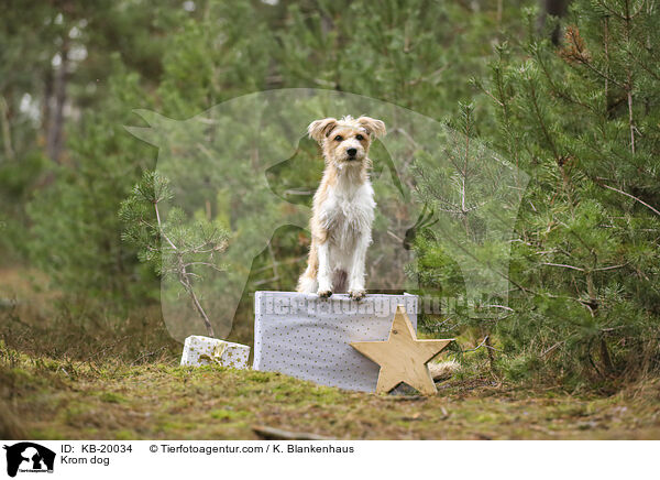 Kromfohrl�nder / Krom dog / KB-20034