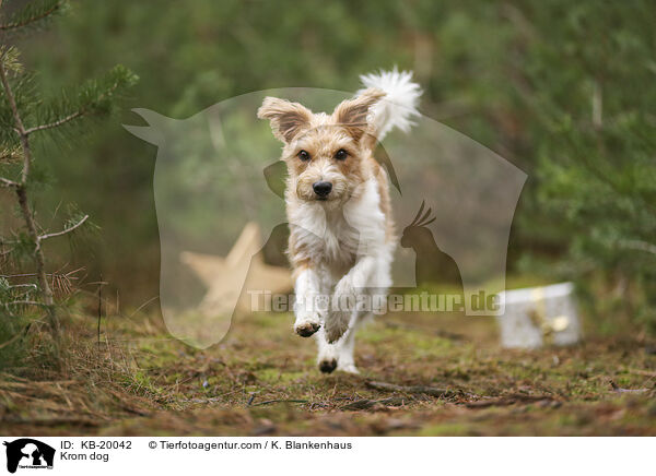 Kromfohrl�nder / Krom dog / KB-20042