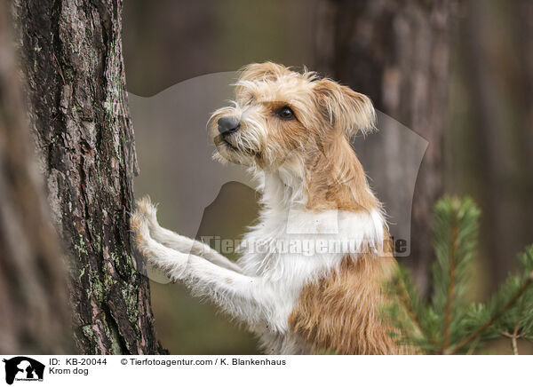 Kromfohrl�nder / Krom dog / KB-20044