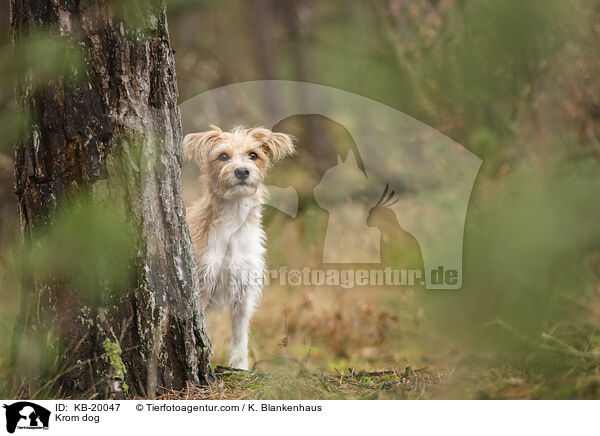 Kromfohrl�nder / Krom dog / KB-20047