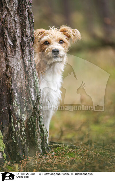 Kromfohrl�nder / Krom dog / KB-20050