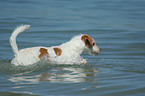 Kromfohrlnder on the beach