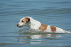 Kromfohrlnder on the beach