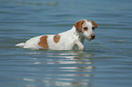 Kromfohrlnder on the beach