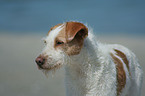 Kromfohrlnder on the beach