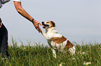 Krom dog gives paw
