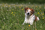 lying Krom dog
