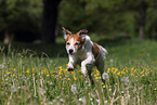 running Krom dog