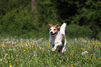 running Krom dog
