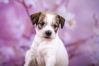 portrait of Krom puppy