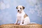sitting Krom puppy