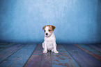 sitting Krom puppy