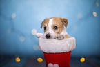 Krom puppy in santa boot