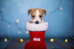 Krom puppy in santa boot