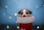 Krom puppy in santa boot