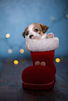 Krom puppy in santa boot