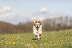 Krom dog runs across meadow