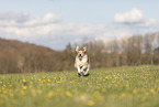 Krom dog runs across meadow