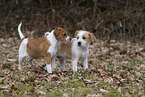 2 Krom Dog puppies