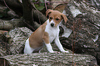 Krom Dog puppy