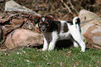 Krom Dog puppy