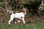 Krom Dog puppy