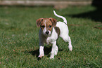 Krom Dog puppy
