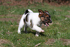 Krom Dog puppy