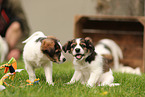 Krom dog puppies