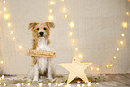 Kromfohrlander in christmas decoration