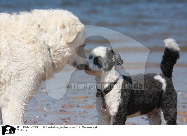 2 Hunde / 2 dogs / BM-02333