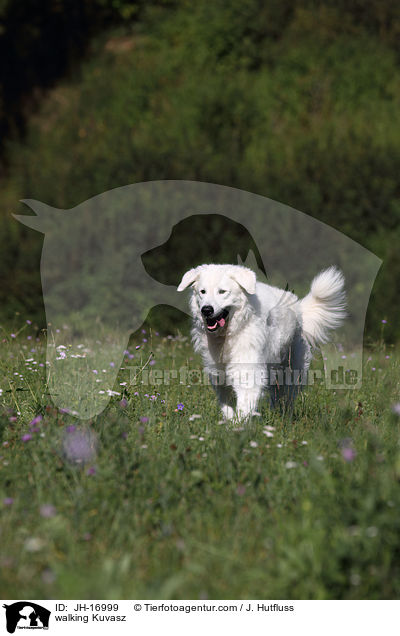 walking Kuvasz / JH-16999