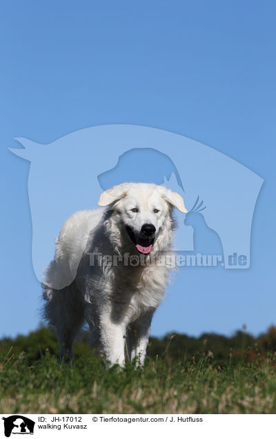 walking Kuvasz / JH-17012
