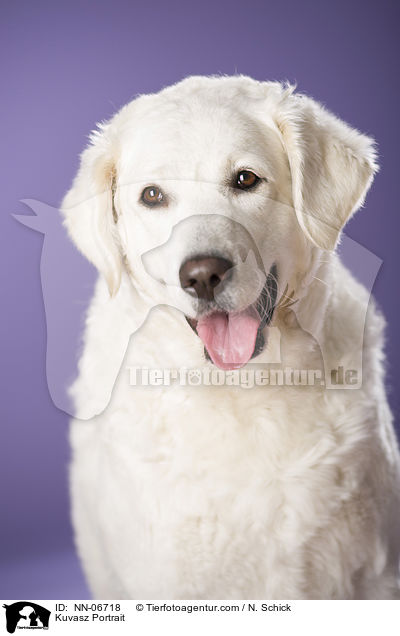 Kuvasz Portrait / NN-06718