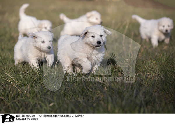 Kuvasz Puppies / JM-09080