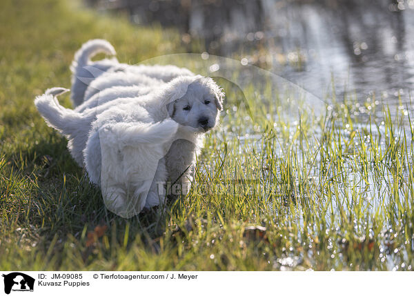 Kuvasz Puppies / JM-09085