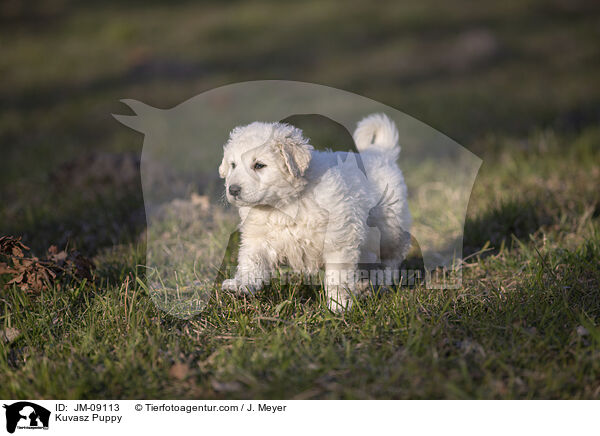 Kuvasz Puppy / JM-09113