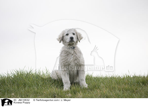 Kuvasz Welpe / Kuvasz Puppy / JM-10632
