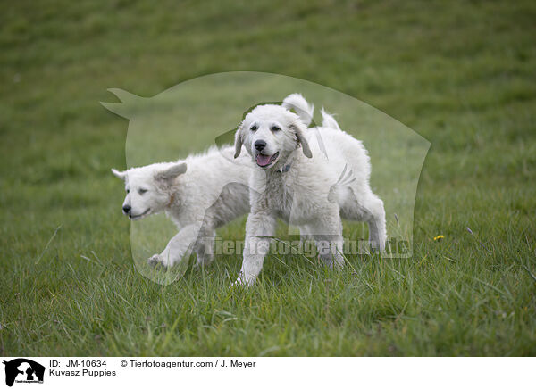 Kuvasz Welpen / Kuvasz Puppies / JM-10634