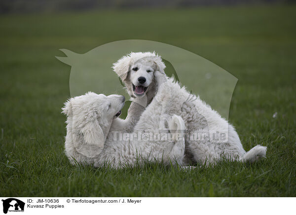 Kuvasz Welpen / Kuvasz Puppies / JM-10636