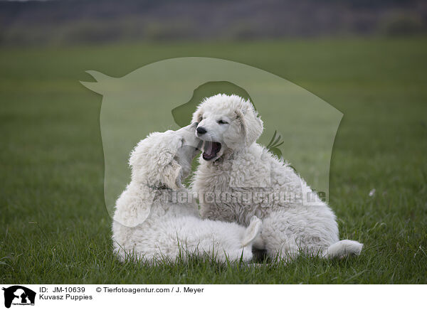 Kuvasz Welpen / Kuvasz Puppies / JM-10639