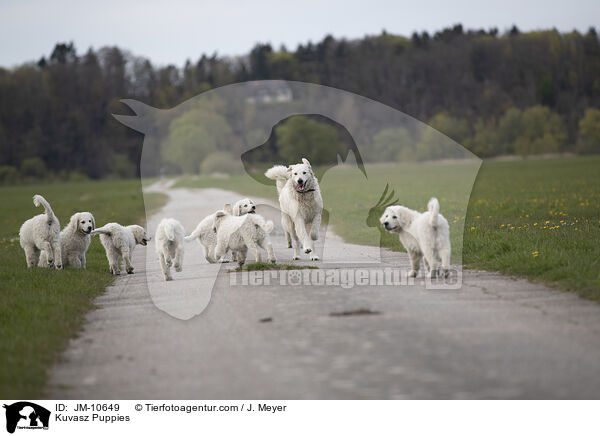 Kuvasz Welpen / Kuvasz Puppies / JM-10649