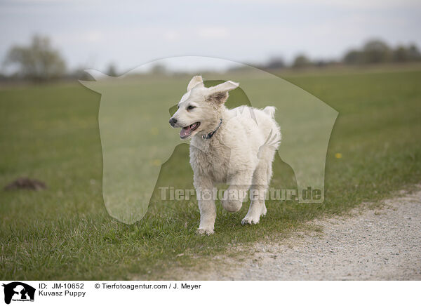 Kuvasz Welpe / Kuvasz Puppy / JM-10652