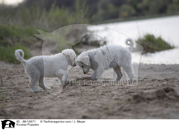 Kuvasz Welpen / Kuvasz Puppies / JM-10671