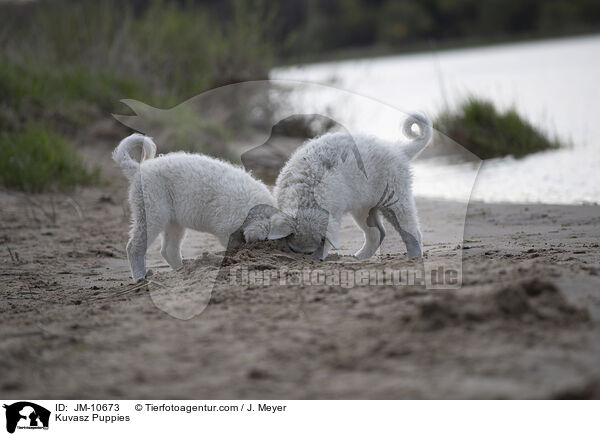 Kuvasz Welpen / Kuvasz Puppies / JM-10673