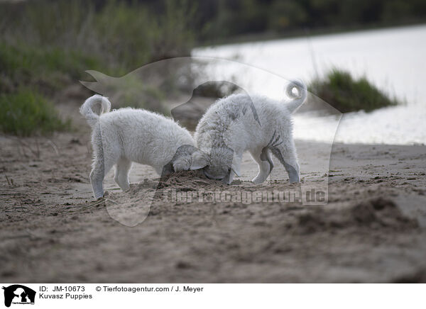 Kuvasz Puppies / JM-10673