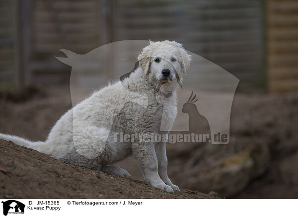 Kuvasz Welpe / Kuvasz Puppy / JM-15365